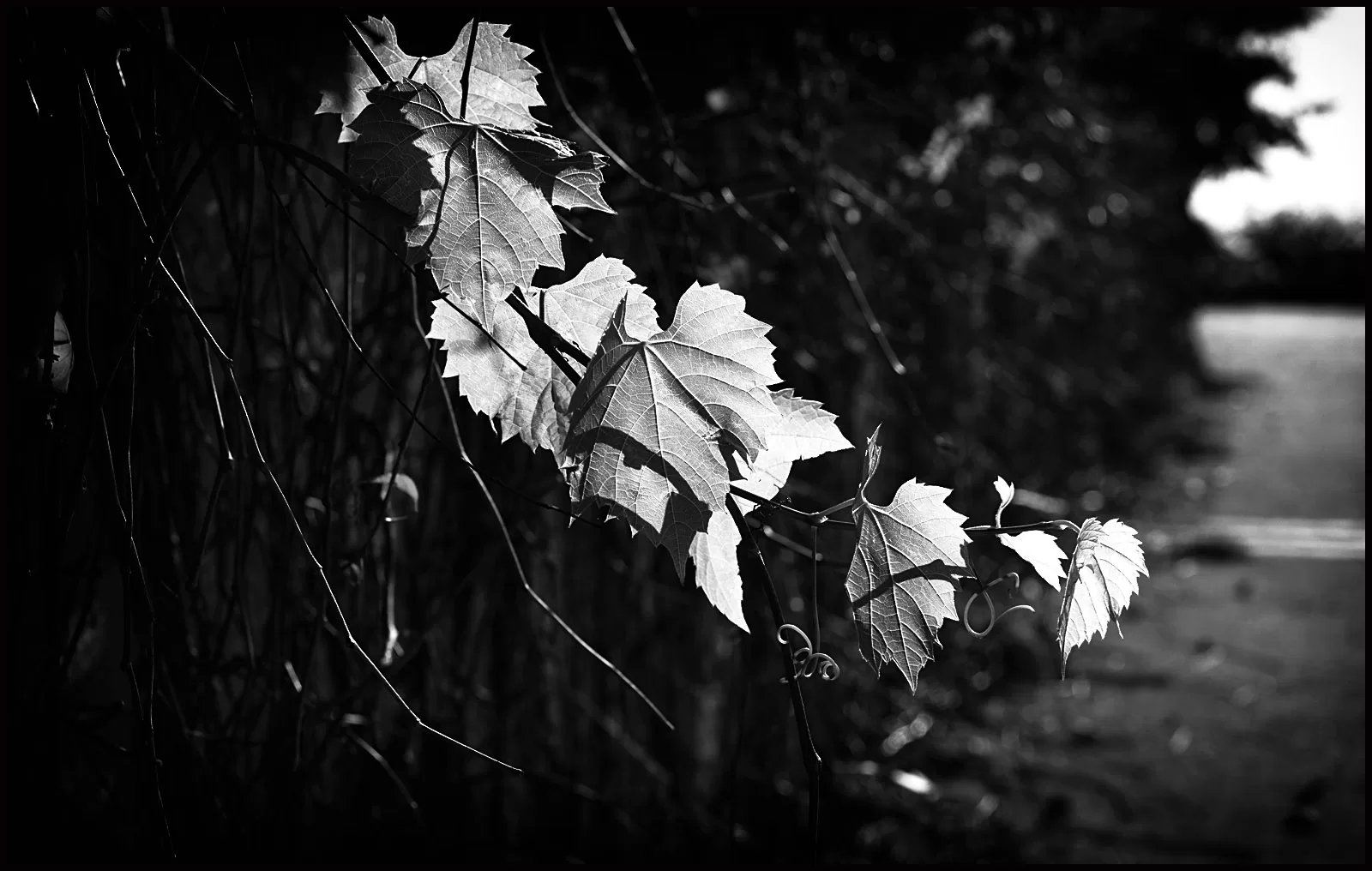 Vines