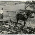 Mule Plowing