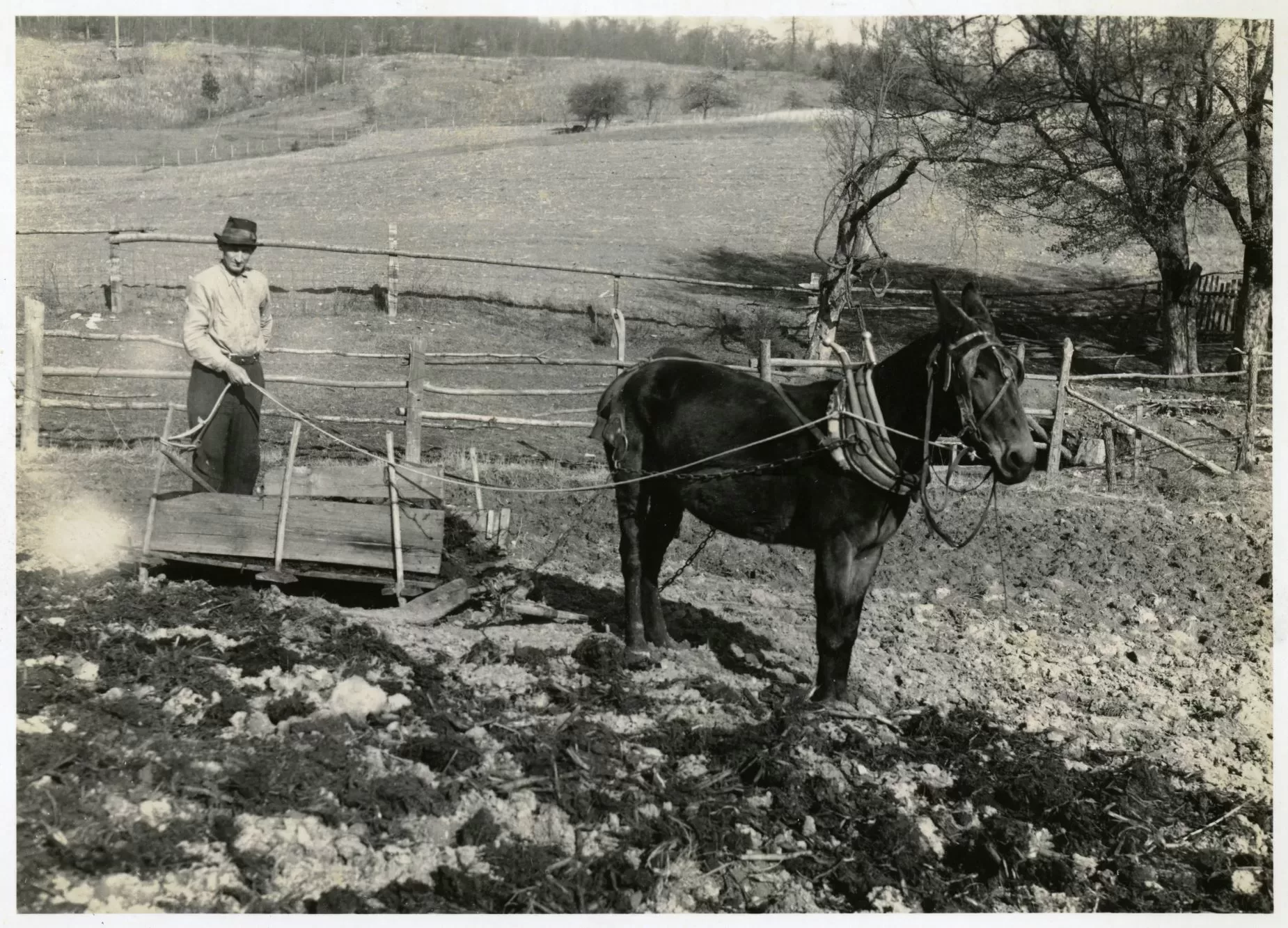 Mule Plowing