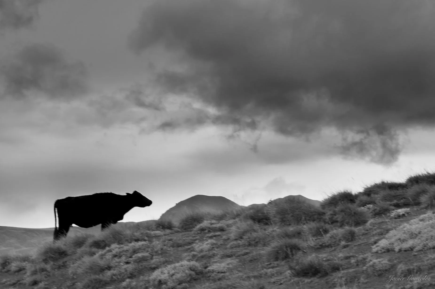 The Truth about cows by Annie Cowell