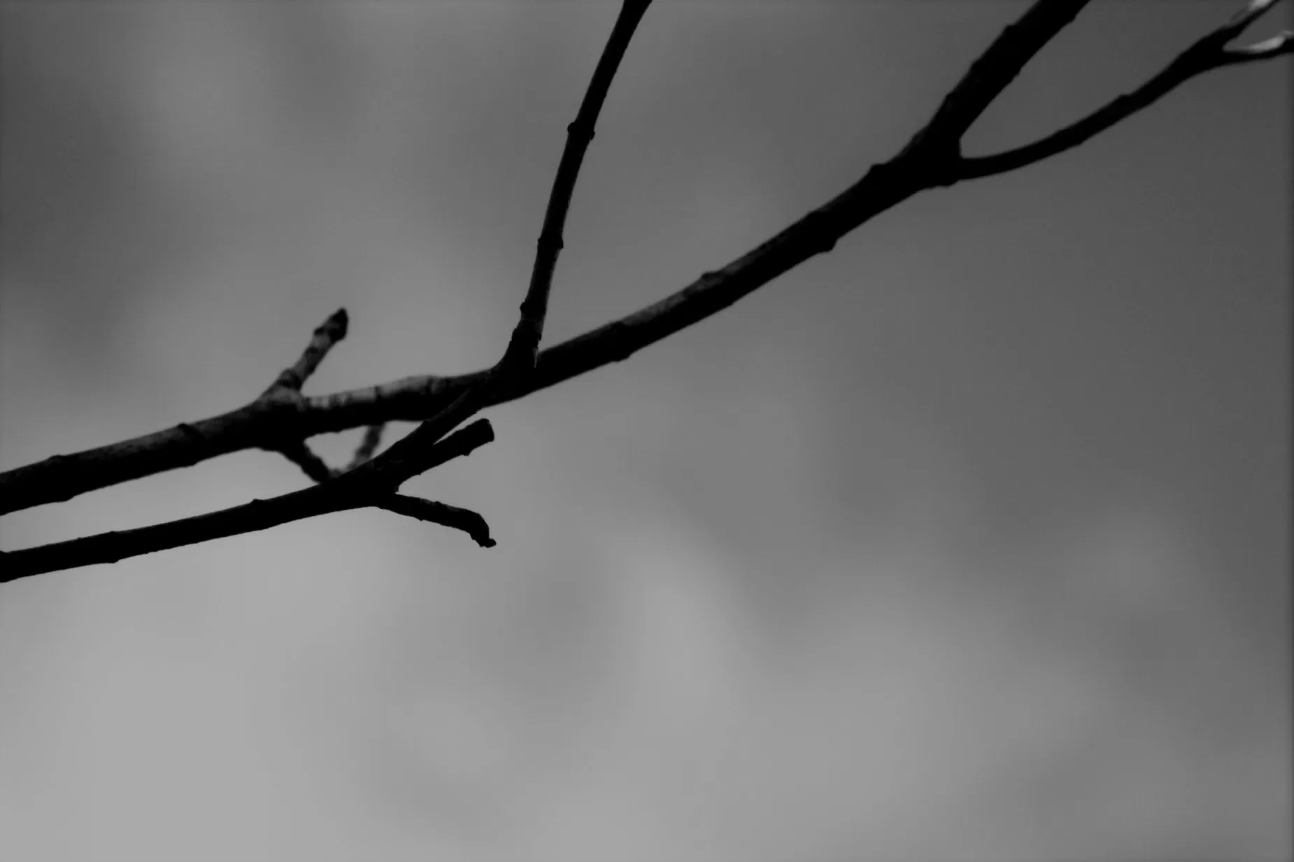 Twig