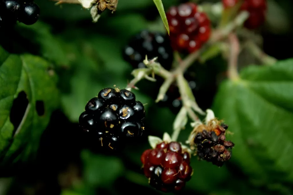 Blackberry Bush