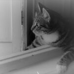 Cat looking out window