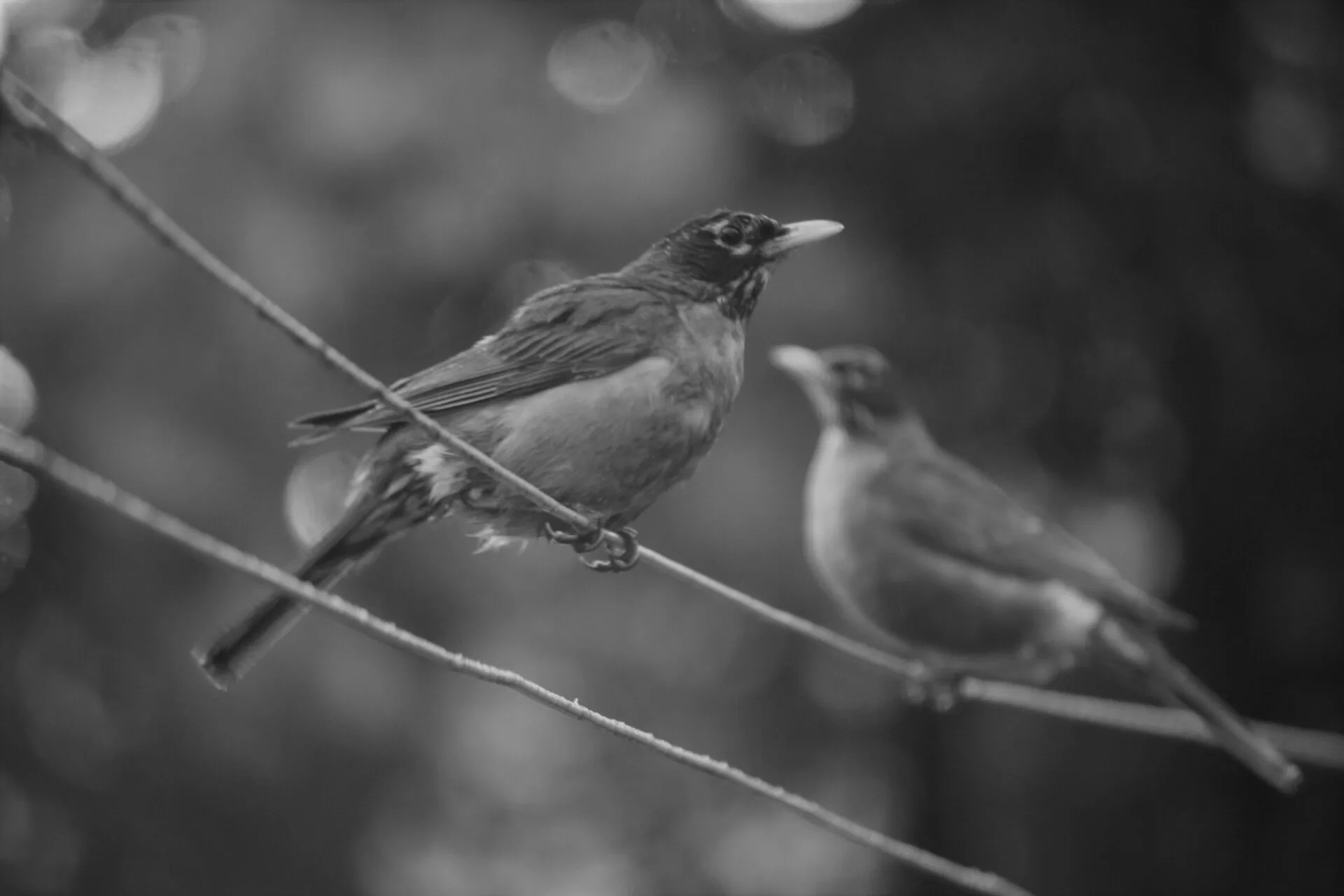 Fat Robins