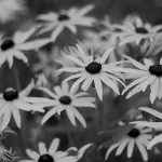 Black-eyed Susans versus thistles by Elise Koning