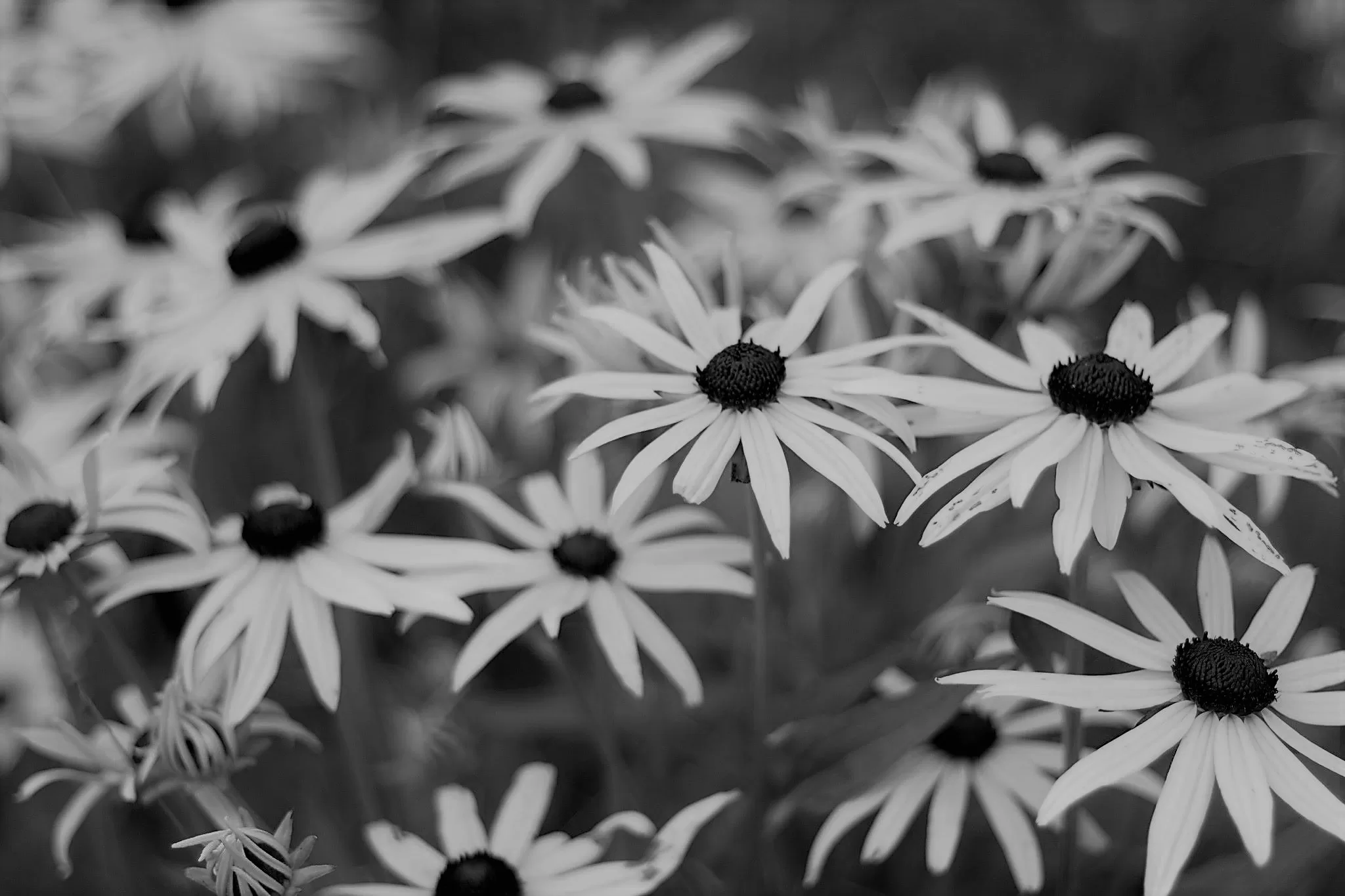 Black-eyed Susans versus thistles by Elise Koning