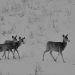 Deer in snow