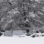 Cow in snow