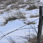 Fenceposts in snow