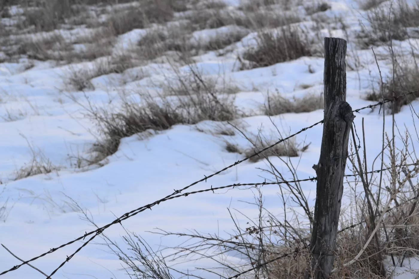 Fenceposts in snow