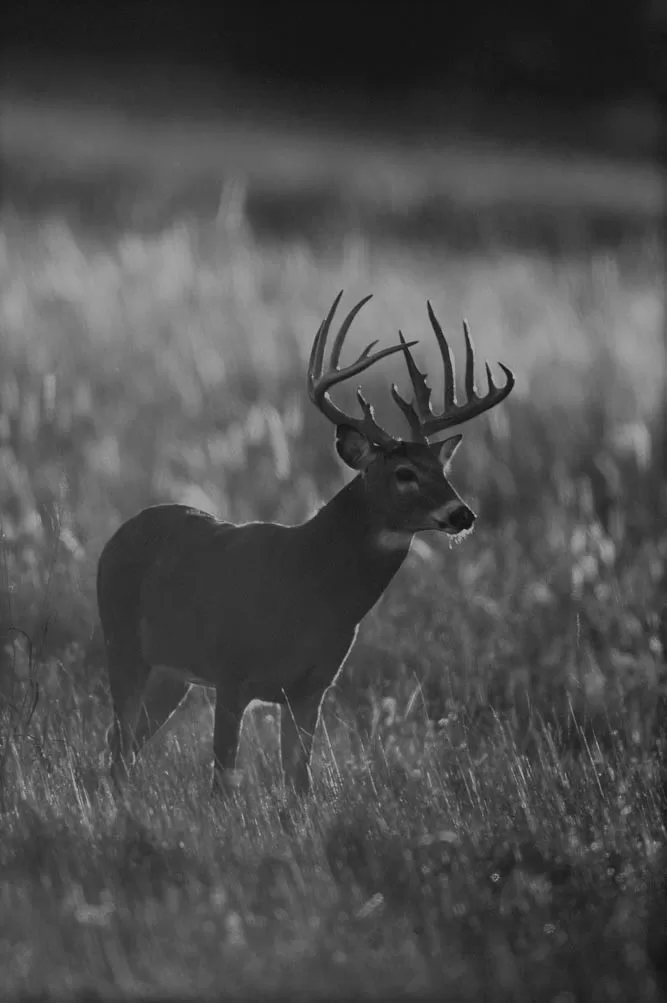 Deer