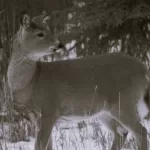 fawn in snow