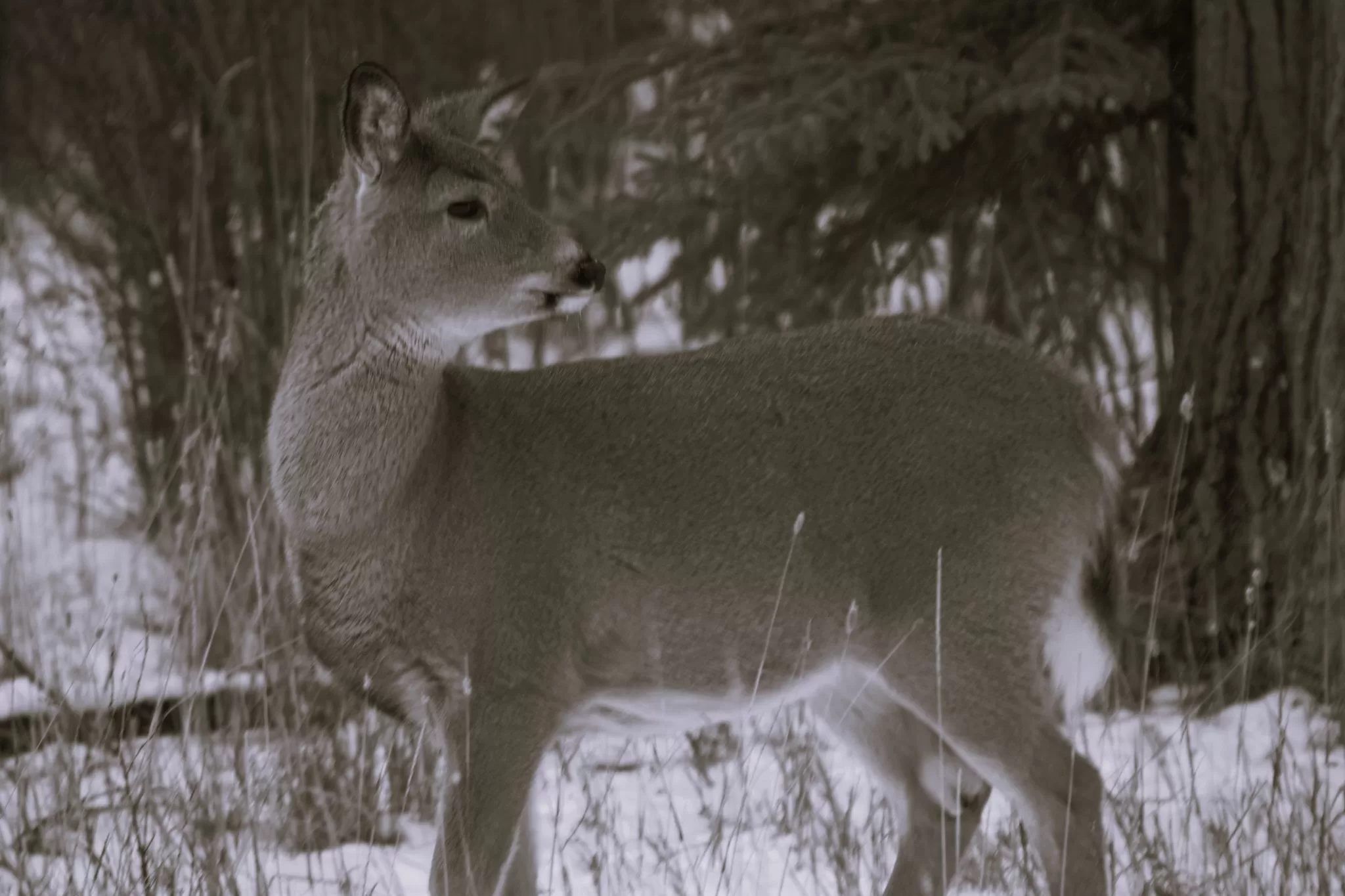 fawn in snow