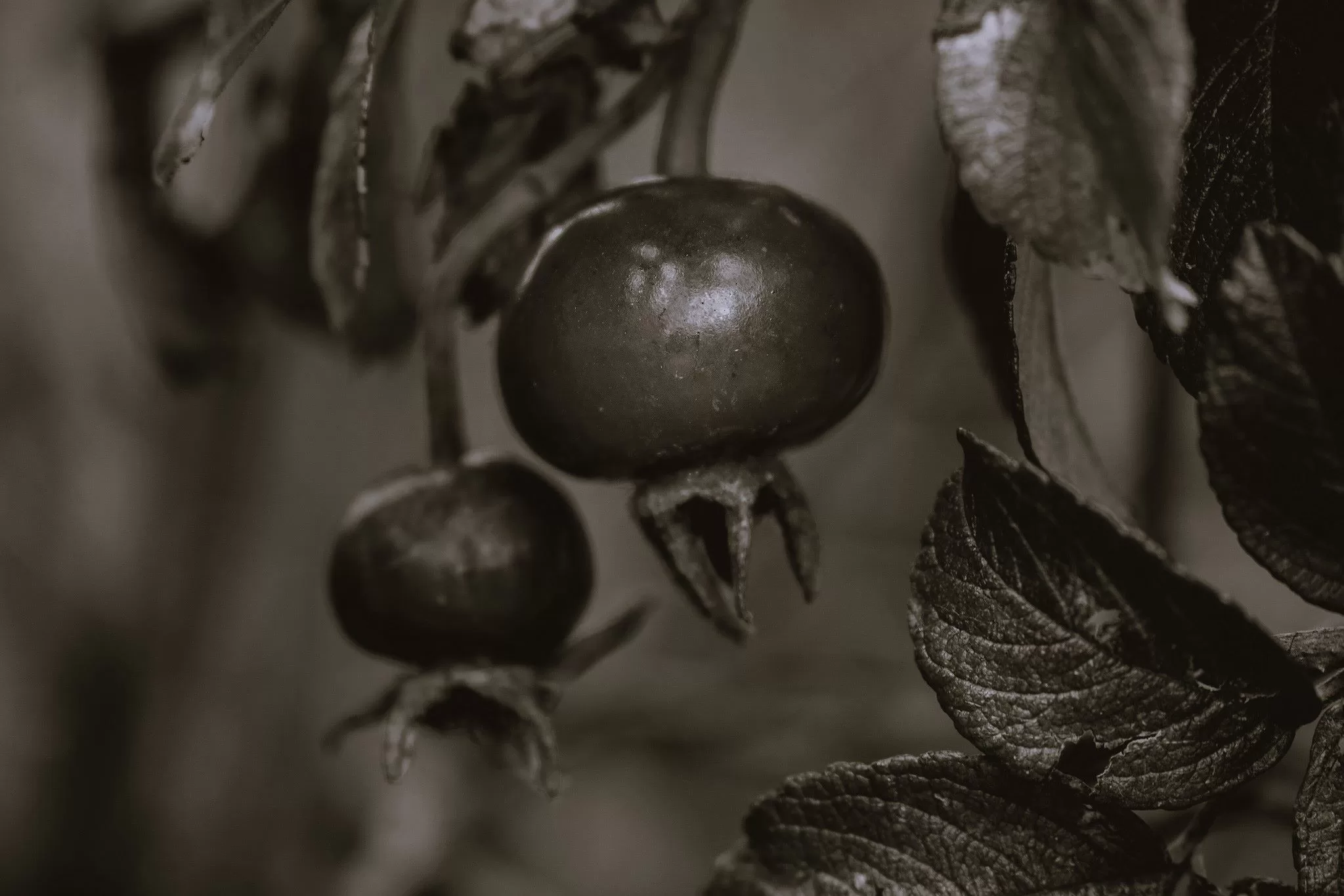rosehips