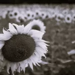 Sunflower field