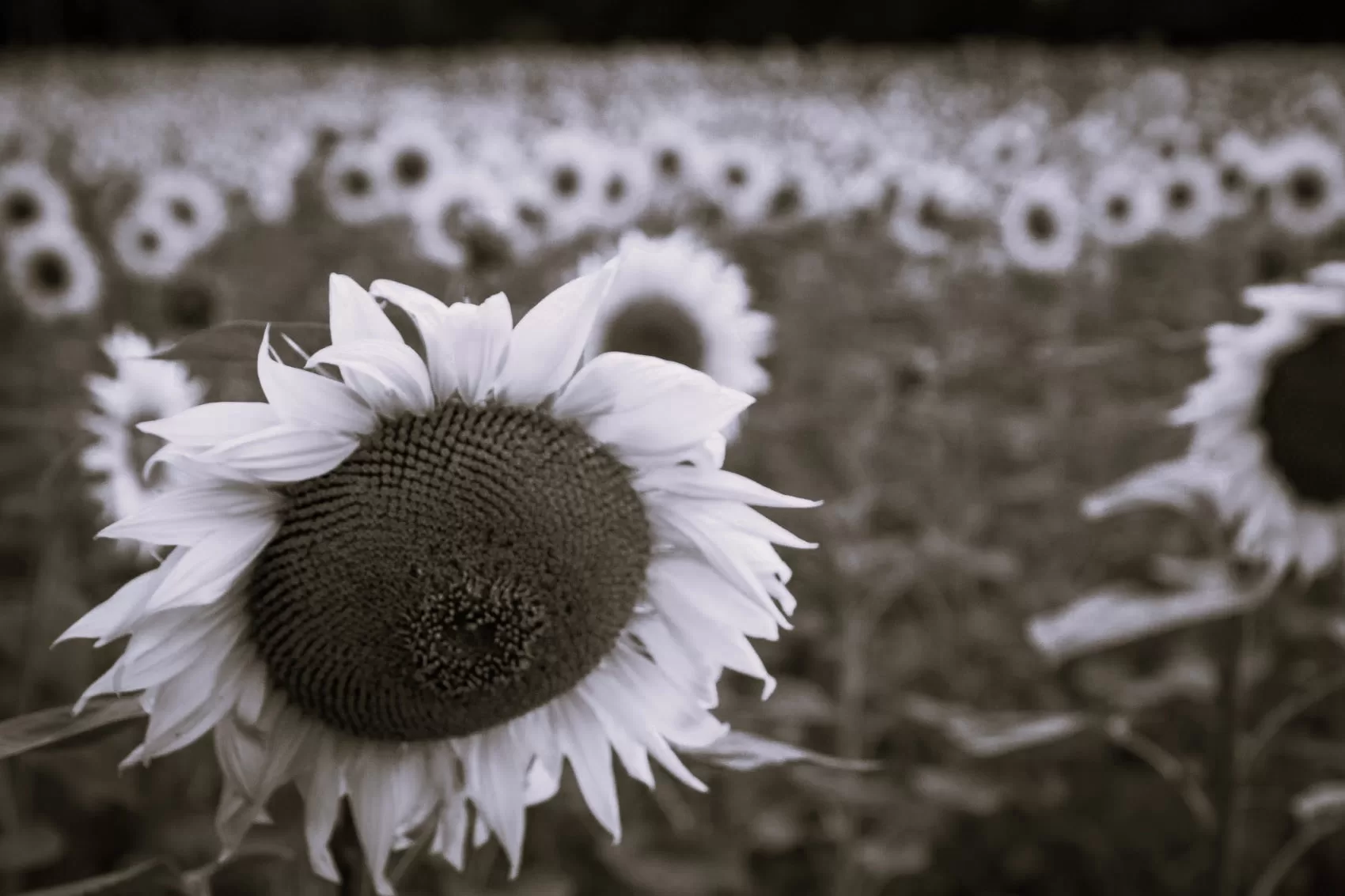 Sunflower field