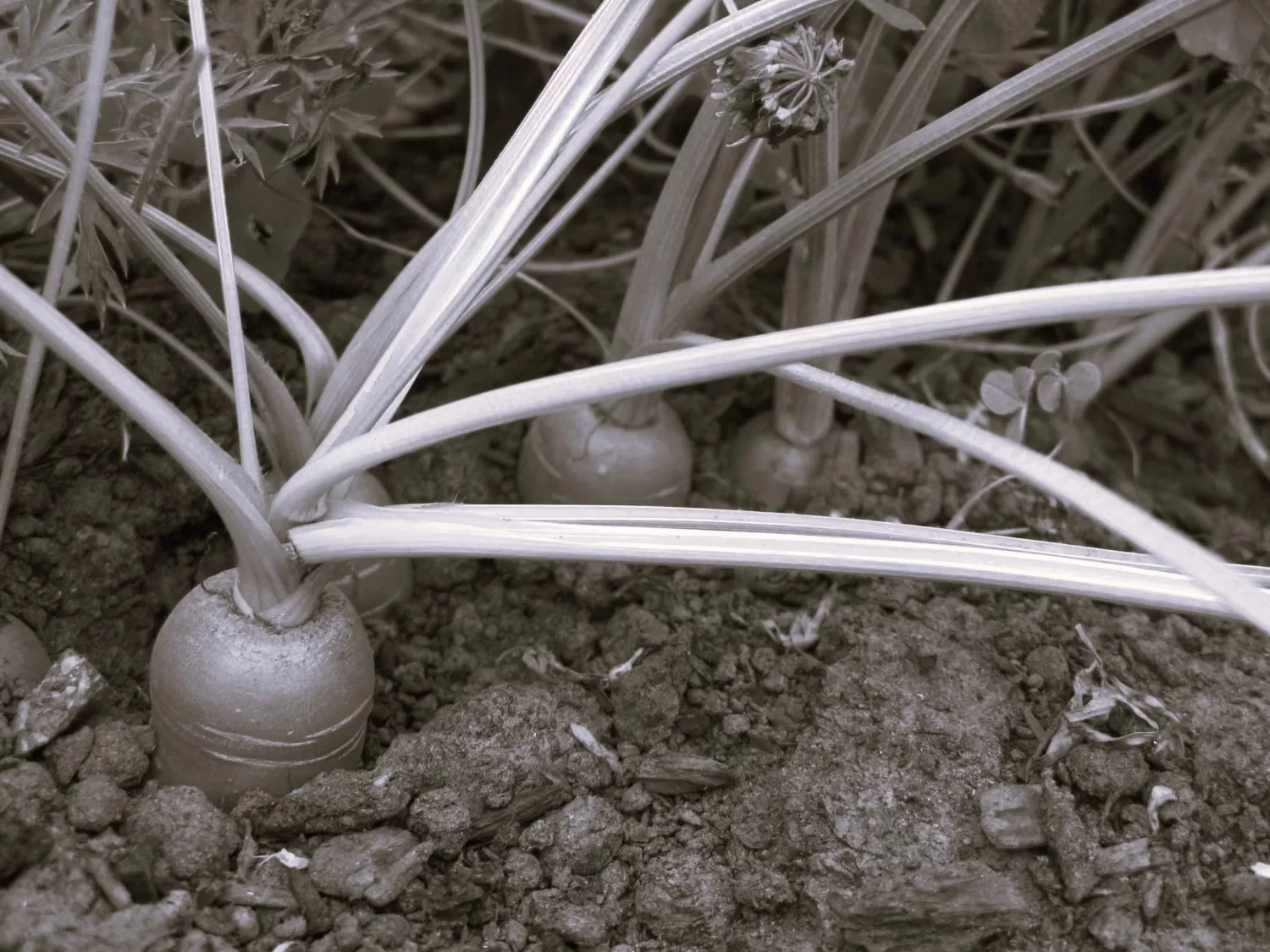 Carrots