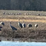 Sand Cranes