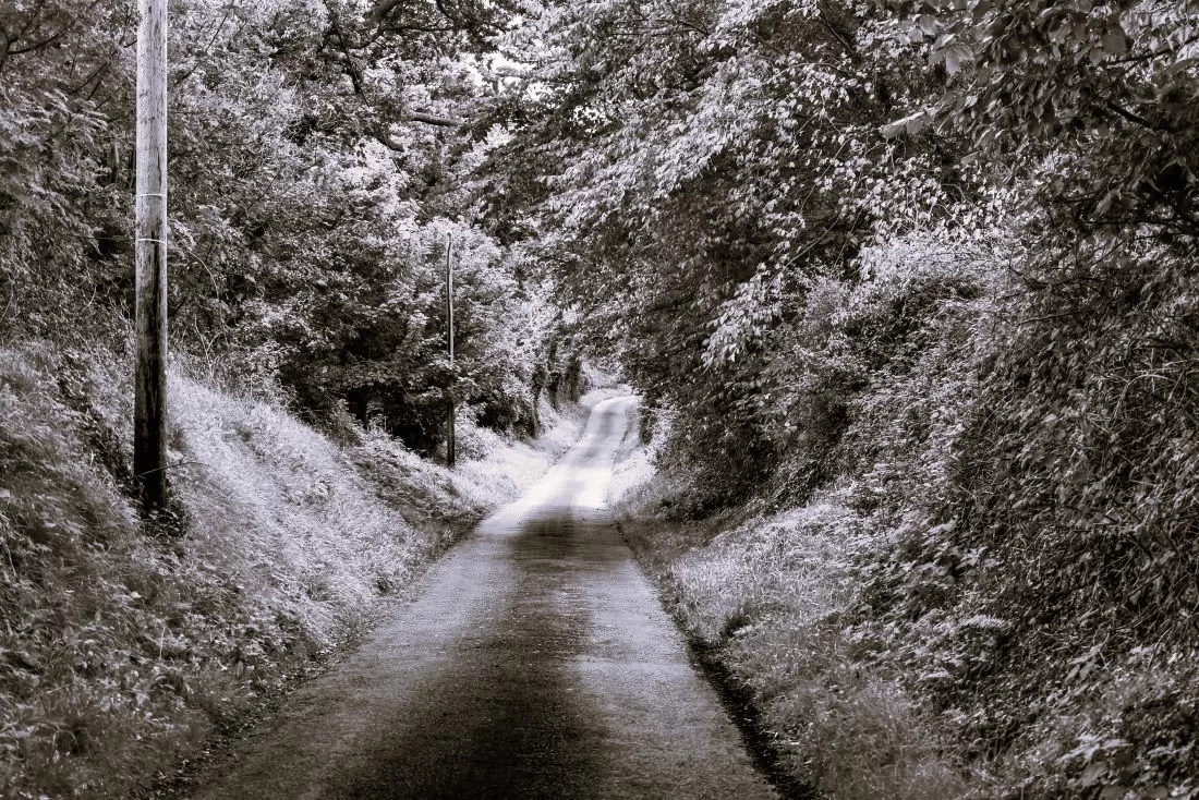 The lane in Nora Brennan's poems