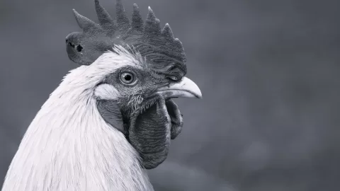 Chief Chicken Handler by Katy Goforth