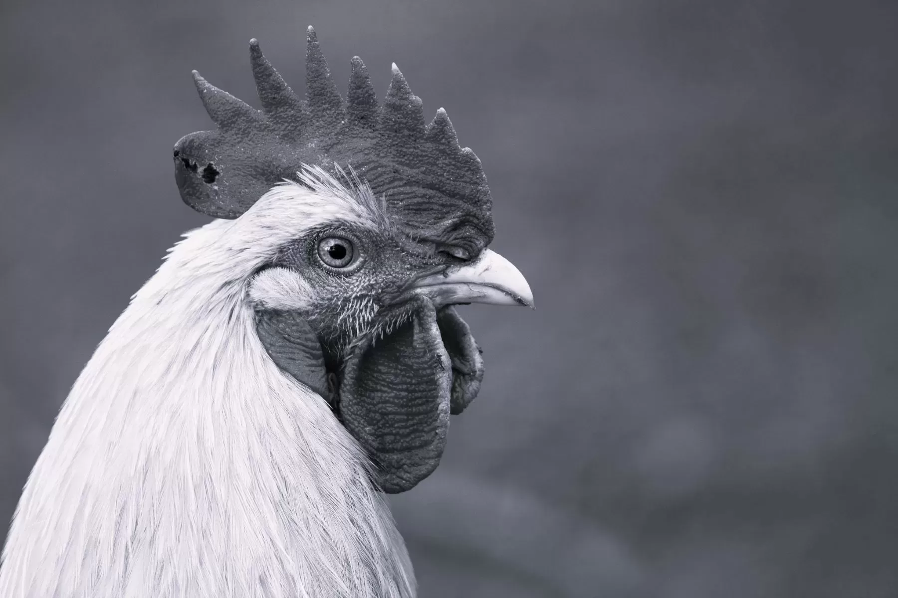 Chief Chicken Handler by Katy Goforth