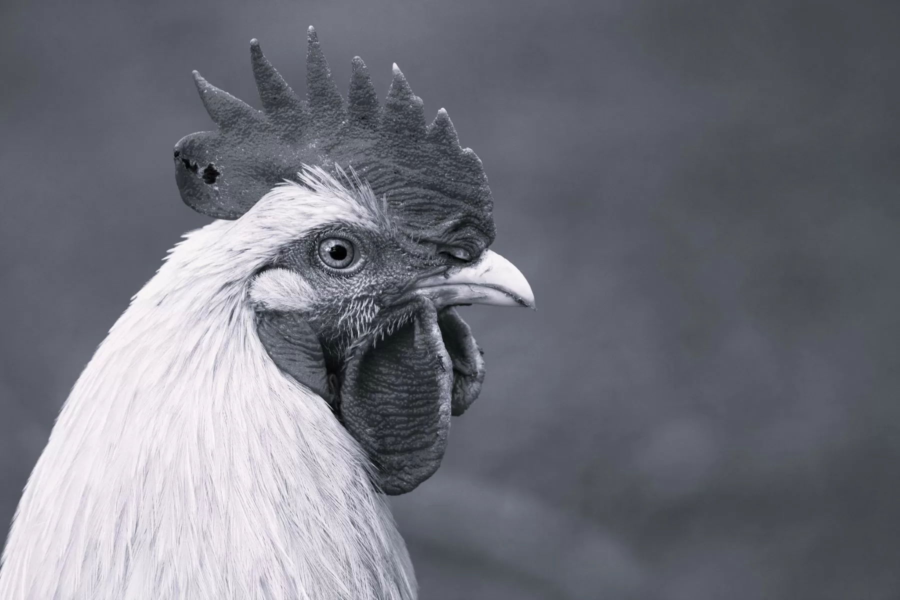 Chief Chicken Handler by Katy Goforth