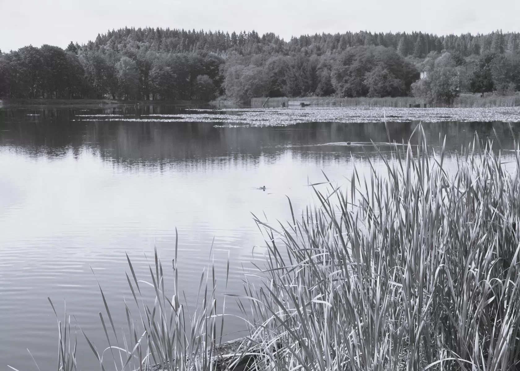 Fishing Pond