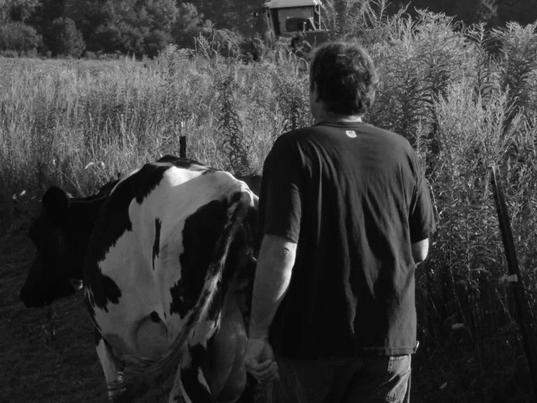 My father getting the cows