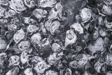 Oyster World by Cayla Garman