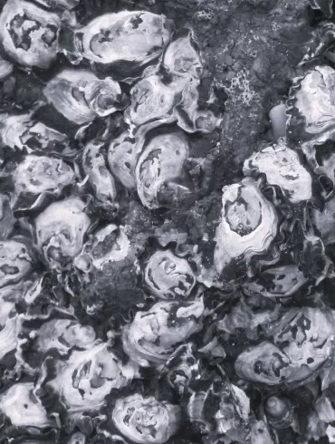 Oyster World by Cayla Garman