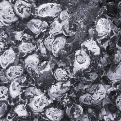 Oyster World by Cayla Garman