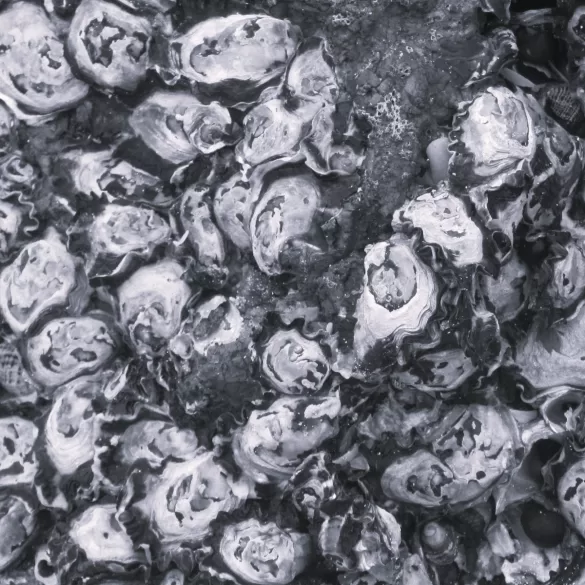 Oyster World by Cayla Garman
