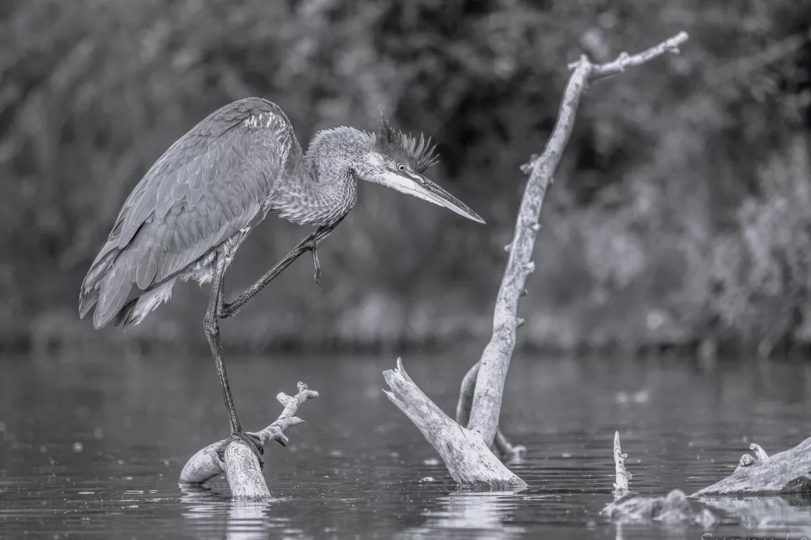 Field Notes and Other Poems by D. R. James