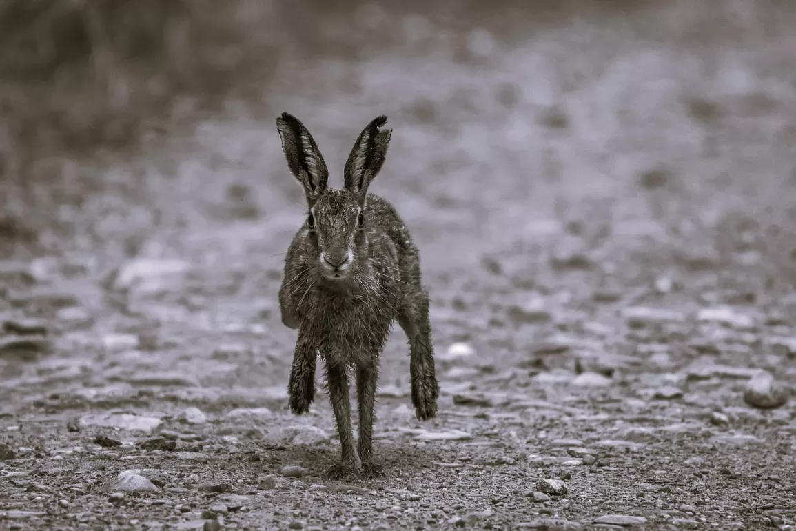 The Seventh Whistler by Jonathan Humble