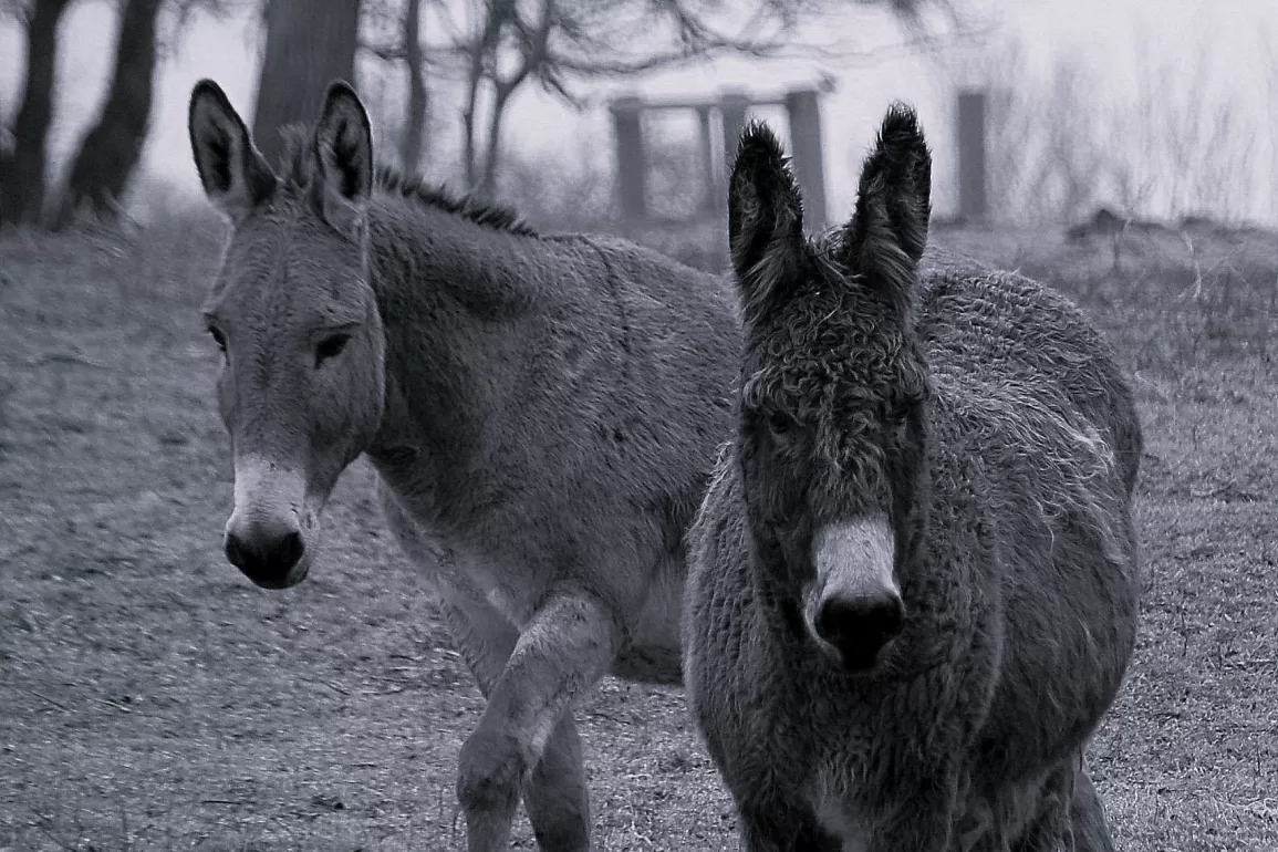 Johnny's Coming! by Gwylym Ford