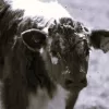 Dosing Calves by Edward Denniston
