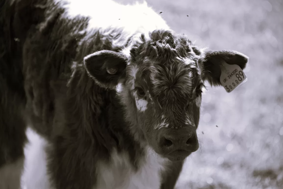 Dosing Calves by Edward Denniston