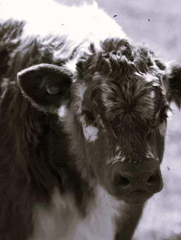 Dosing Calves by Edward Denniston