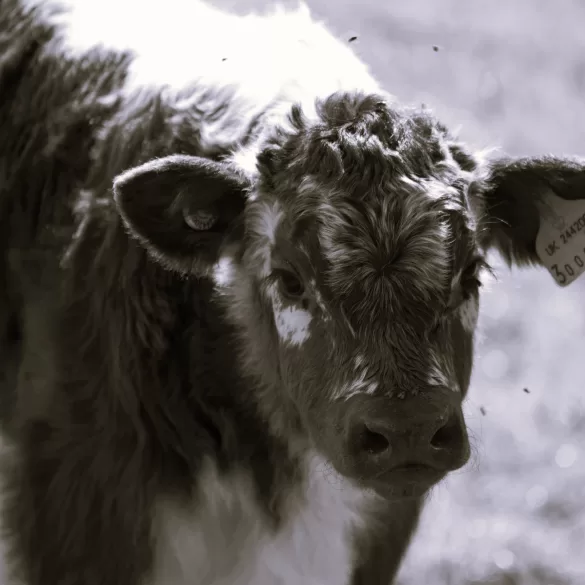 Dosing Calves by Edward Denniston