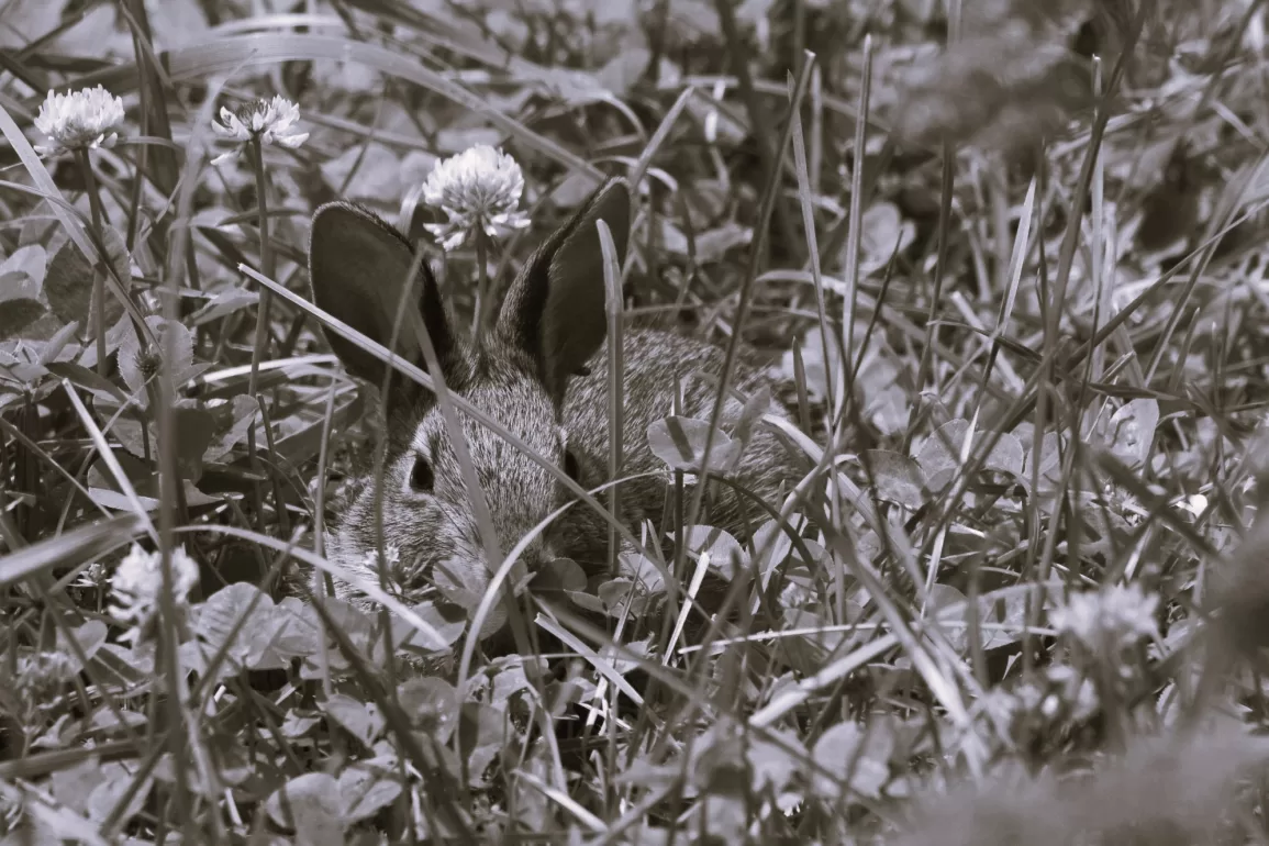 Education by Sydney Lea