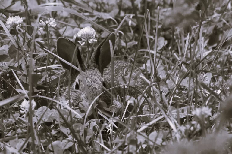 Education by Sydney Lea