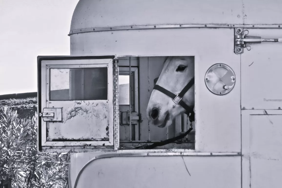 Agata and the Mice by Peyton Ellas