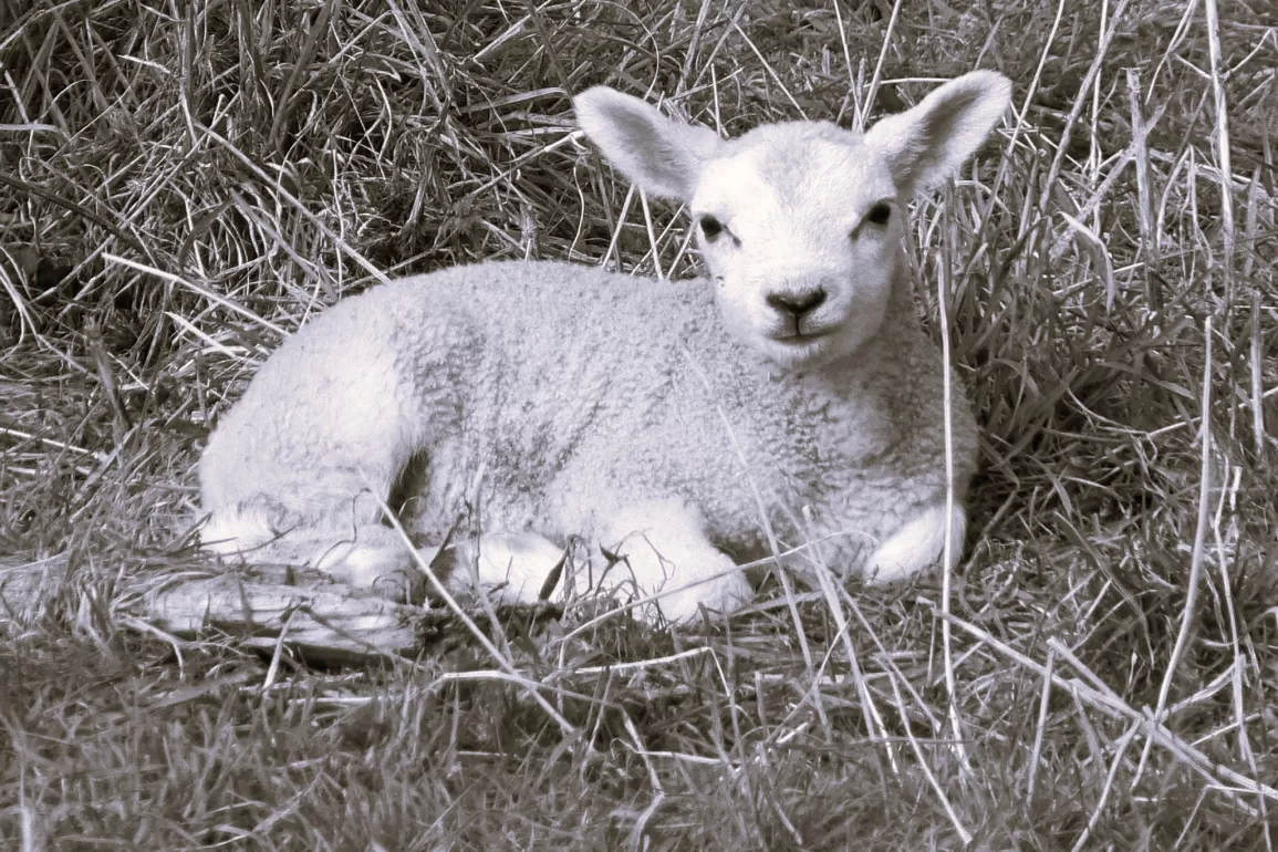 Flystrike by Pearl Benjamin