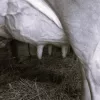 At the Hour of Milk by Julie Esther Fisher