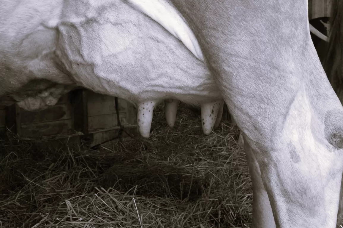 At the Hour of Milk by Julie Esther Fisher