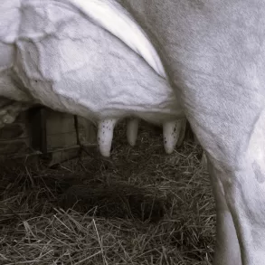 At the Hour of Milk by Julie Esther Fisher