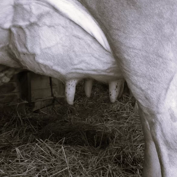 At the Hour of Milk by Julie Esther Fisher