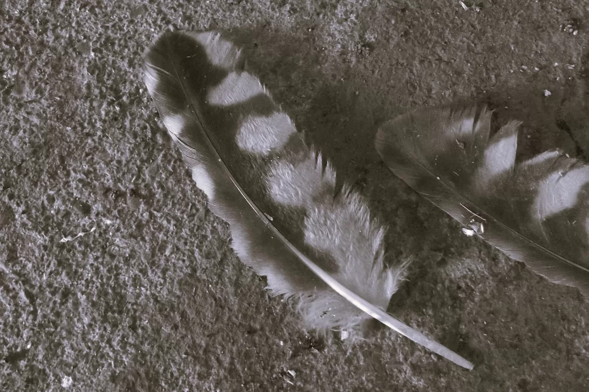 Dead Owl by J. R. Solonche