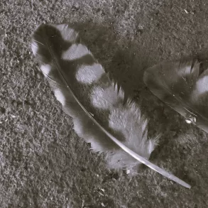 Dead Owl by J. R. Solonche