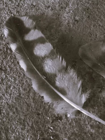 Dead Owl by J. R. Solonche